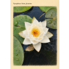Nymphaea siam Jasmine