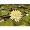 Nymphaea%20Lemon%20Meringue foto 1