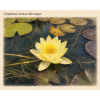 Nymphaea lemon Meringue