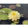 Nymphaea%20Lemon%20Meringue 3 foto 1