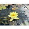 Nymphaea%20Lemon%20Meringue 2 foto 1