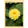 1313 nymphaea puttaraksa