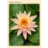 Nymphaea cynthia Ann