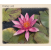 Nymphaea lucida