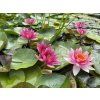 Nymphaea%20Lucida foto 1