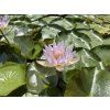 Nymphaea%20Garry%20Wagner%20ISG 2 foto 1