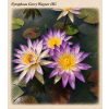 Nymphaea garry Wagner ISG