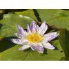 Nymphaea%20Garry%20Wagner%20ISG 3 foto 1