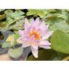Nymphaea%20Garry%20Wagner%20ISG foto 1