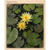 Nymphaea pinwaree