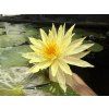 Nymphaea%20Pinwaree
