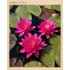 Nymphaea tan Khwan