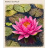 Nymphaea escarboucle