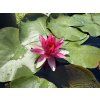 Nymphaea%20Escarboucle foto 1