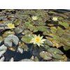 Nymphaea%20pygmaea%20Helvola foto 1