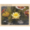 Nymphaea pygmaea Helvola