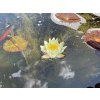 Nymphaea%20pygmaea%20Helvola 2 foto 1