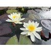 Nymphaea%20Alba foto 1