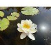 Nymphaea%20Alba 2 foto 1