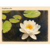 Nymphaea alba