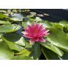 Nymphaea%20alba%20var.%20Rubra foto 1