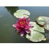 Nymphaea%20Alba%20var%20Rubra foto 1