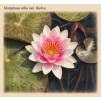 Nymphaea alba Var Rubra