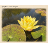 Nymphaea yellow Bangpra