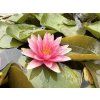 Nymphaea%20Attraction foto 1