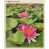 Nymphaea%20Attraction