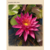 Nymphaea%20Miss%20Siam