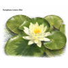 Nymphaea%20Lemon%20Mist