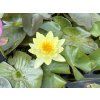 Nymphaea%20Lomon%20Mist foto 1