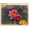Nymphaea%20Xiafei