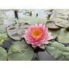 Nymphaea%20Nattamon foto 1