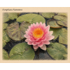 Nymphaea%20Nattamon