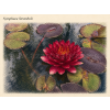 Nymphaea%20Stromboli