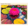 Nymphaea%20Rosea%20Colosea