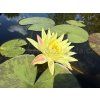 Nymphaea%20Paravee%20Thajsko foto 1