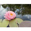 Nymphaea%20Paravee%20Thajsko 2 foto 1