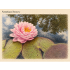 Nymphaea%20Paravee%20Thajsko