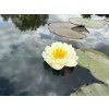 Nymphaea%20Mullikar%20Thajsko foto 1