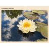 Nymphaea%20Mullikar%20Thajsko
