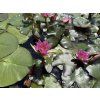 Nymphaea%20pygmaea%20Rubra foto 1