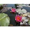 Nymphaea%20pygmaea%20Rubra 2 foto 1