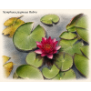 Nymphaea%20pygmaea%20Rubra