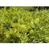 Thelypteris%20palustris foto 1