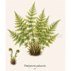 Thelypteris%20palustris