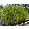 Acorus%20calamus foto 1