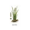 Acorus calamus